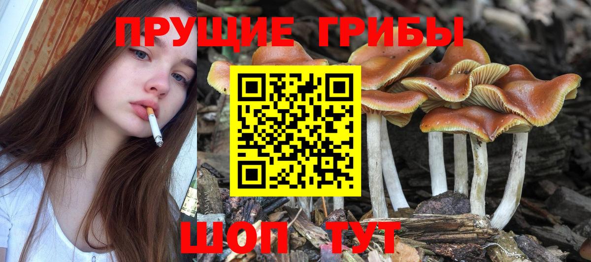 Галлюциногенные грибы Magic Shrooms  Галлюциногенные грибы Psilocybe  Ефремов 